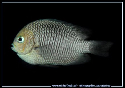 A Damselfish in the Water of the Maldives... :O) .... by Michel Lonfat 